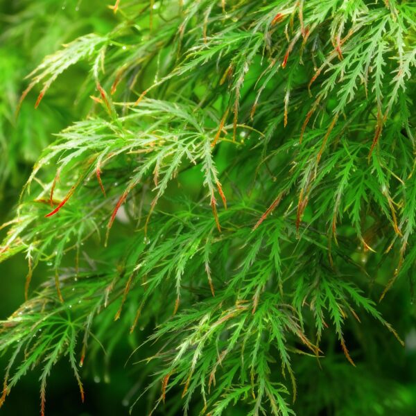 thumbnail_6000-1744.jpg Acer palmatum Emerald Lace - Groen - Bladverliezend - Weinig Onderhoud