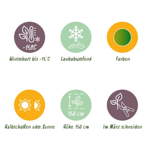 thumbnail_6000-1747.jpg Acer palmatum Emerald Lace - Groen - Bladverliezend - Weinig Onderhoud