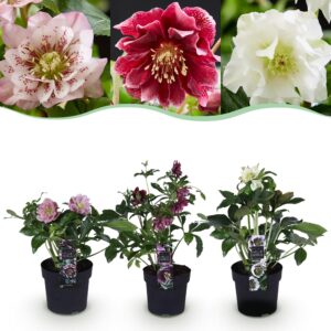 thumbnail_6000-1752.jpg Helleborus orientalis Double Tricolour - Roze - Rode - Witte Bloem -3 Planten - Groenblijvend