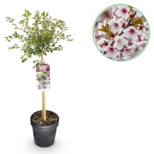 thumbnail_6000-176.jpg Prunus incisa Koujou-no-mai - Terras Plant - Bladverliezend - Winterhard - Witte Bloem