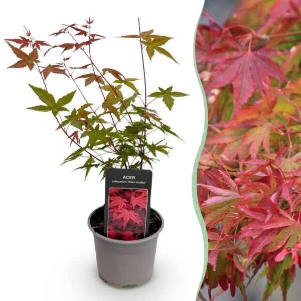Acer palmatum Beni-maiko - Rood - Bladverliezend - Weinig Onderhoud