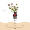 Acer palmatum Beni-maiko - Rood - Bladverliezend - Weinig Onderhoud