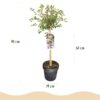 Prunus incisa Koujou-no-mai - Terras Plant - Bladverliezend - Winterhard - Witte Bloem