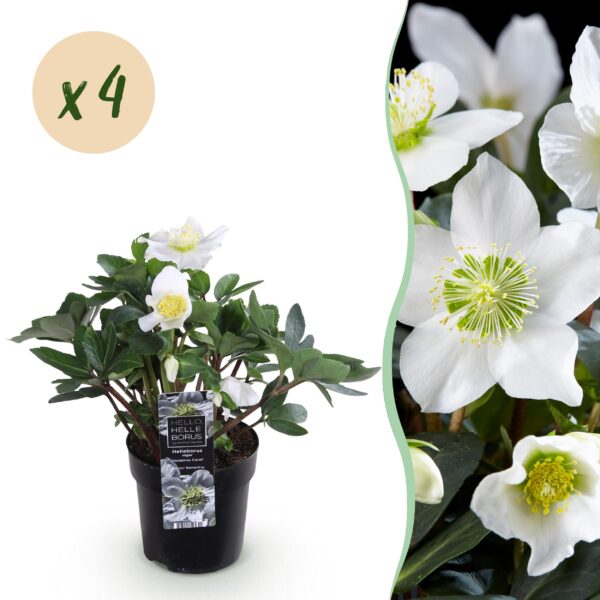 thumbnail_6000-1787.jpg Kerstroos - Helleborus Christmas Carol - Witte Bloem - 4 Planten - Groenblijvend