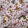 Prunus incisa Koujou-no-mai - Terras Plant - Bladverliezend - Winterhard - Witte Bloem