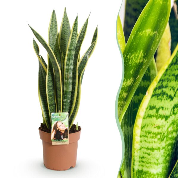 Sansevieria Laurentii - Vrouwentong - Weinig onderhoud - Groen