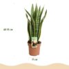 Sansevieria Laurentii - Vrouwentong - Weinig onderhoud - Groen
