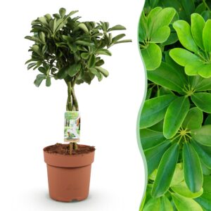 thumbnail_6000-1810.jpg Green is... Schefflera Nora - Vingerboom - Weinig onderhoud - Groen