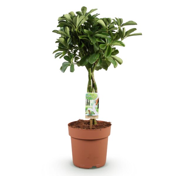 Schefflera Nora - Vingerboom - Weinig onderhoud - Groen