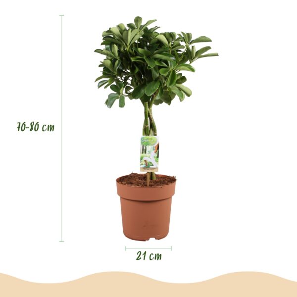 Schefflera Nora - Vingerboom - Weinig onderhoud - Groen
