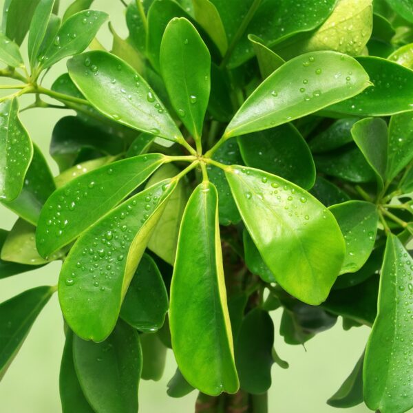 Schefflera Nora - Vingerboom - Weinig onderhoud - Groen