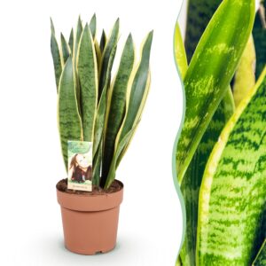 thumbnail_6000-1833.jpg Green is... Sansevieria Laurentii - Vrouwentong - Weinig onderhoud - Groen