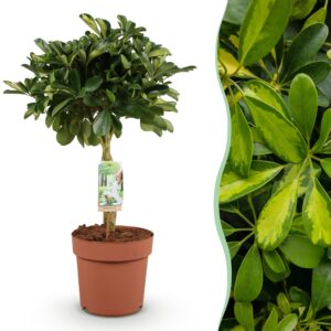 thumbnail_6000-1855.jpg Green is... Schefflera Gold Capelle - Vingerboom - Weinig onderhoud - Groen