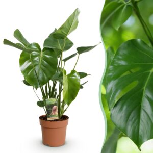 thumbnail_6000-1866.jpg Green is... Monstera Deliciosa - Gatenplant - Weinig onderhoud - Groen