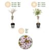 Prunus incisa Koujou-no-mai - Terras Plant - Bladverliezend - Winterhard - Witte Bloem