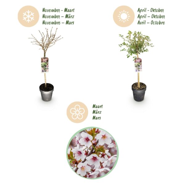 Prunus incisa Koujou-no-mai - Terras Plant - Bladverliezend - Winterhard - Witte Bloem