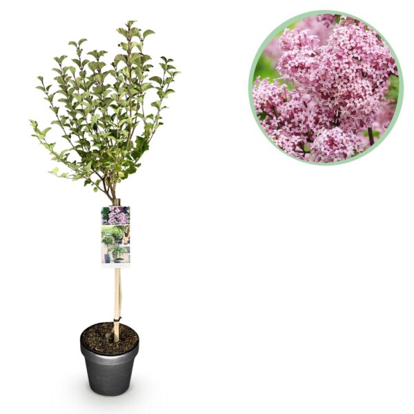 thumbnail_6000-188.jpg Plant op Stam- Syringa meyeri Palibin - Terras Plant - Bladverliezend - Winterhard- Paarse Bloem