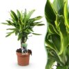 Dracaena fragrans Golden Coast - Drakenbloedboom - Weinig onderhoud - Groen