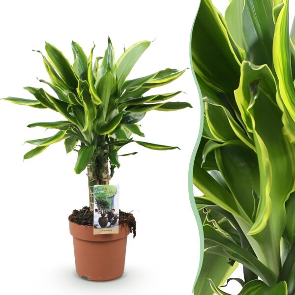 Dracaena fragrans Golden Coast - Drakenbloedboom - Weinig onderhoud - Groen