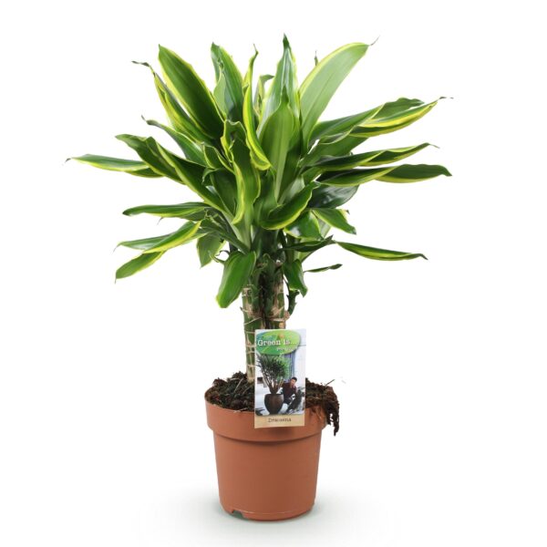 Dracaena fragrans Golden Coast - Drakenbloedboom - Weinig onderhoud - Groen