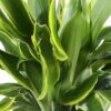Dracaena fragrans Golden Coast - Drakenbloedboom - Weinig onderhoud - Groen