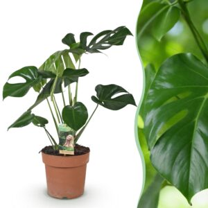 thumbnail_6000-1899.jpg Green is... Monstera Deliciosa - Gatenplant - Weinig onderhoud - Groen