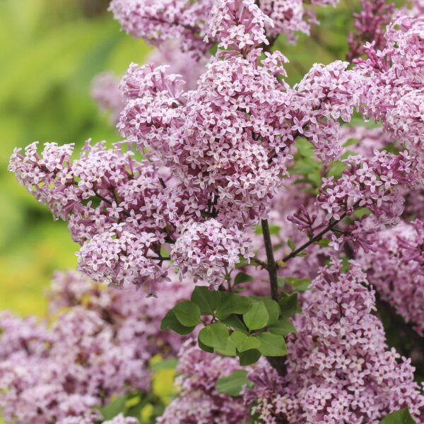 thumbnail_6000-191.jpg Plant op Stam- Syringa meyeri Palibin - Terras Plant - Bladverliezend - Winterhard- Paarse Bloem