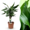 Dracaena fragrans Steudneri - Drakenbloedboom - Weinig onderhoud - Groen