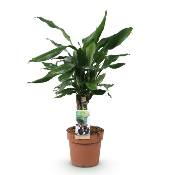 thumbnail_6000-1911.jpg Dracaena fragrans Steudneri - Drakenbloedboom - Weinig onderhoud - Groen