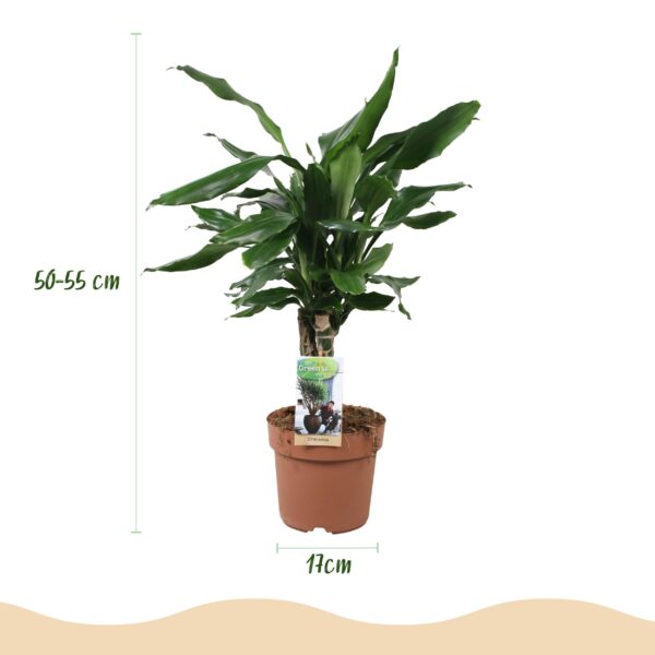thumbnail_6000-1912.jpg Dracaena fragrans Steudneri - Drakenbloedboom - Weinig onderhoud - Groen