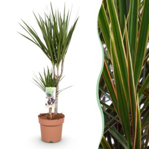 thumbnail_6000-1932.jpg Green is... Dracaena Marginata - Drakenbloedboom - Weinig onderhoud - Groen