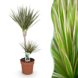 thumbnail_6000-1943.jpg Green is... Dracaena Marginata Bicolor - Drakenbloedboom - Weinig onderhoud - Groen