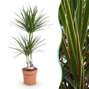 thumbnail_6000-1965.jpg Green is... Dracaena Marginata - Drakenbloedboom - Weinig onderhoud - Groen