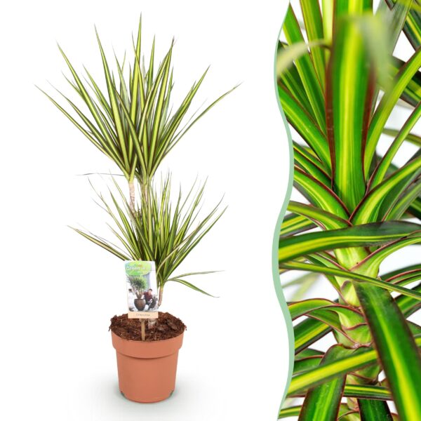 Dracaena Sunray - Drakenbloedboom - Weinig onderhoud - Groen