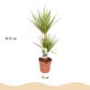 Dracaena Sunray - Drakenbloedboom - Weinig onderhoud - Groen
