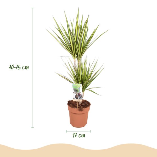 Dracaena Sunray - Drakenbloedboom - Weinig onderhoud - Groen