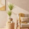 Dracaena Sunray - Drakenbloedboom - Weinig onderhoud - Groen