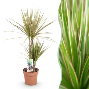 thumbnail_6000-1987.jpg Green is... Dracaena Marginata Bicolor - Drakenbloedboom - Weinig onderhoud - Groen