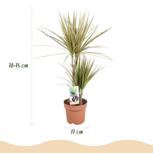 Dracaena Marginata Bicolor - Drakenbloedboom - Weinig onderhoud - Groen