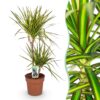 Dracaena Sunray - Drakenbloedboom - Weinig onderhoud - Groen