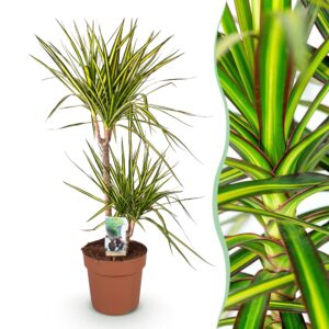 thumbnail_6000-1998.jpg Green is... Dracaena Sunray - Drakenbloedboom - Weinig onderhoud - Groen