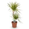 Dracaena Sunray - Drakenbloedboom - Weinig onderhoud - Groen