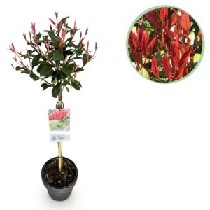 thumbnail_6000-200.jpg Photinia fraseri Carre Rouge - Terras Plant - Bladhoudend - Winterhard - Groen-Rood Blad