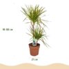 Dracaena Sunray - Drakenbloedboom - Weinig onderhoud - Groen