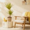 Dracaena Sunray - Drakenbloedboom - Weinig onderhoud - Groen