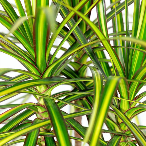 Dracaena Sunray - Drakenbloedboom - Weinig onderhoud - Groen