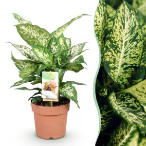 thumbnail_6000-2009.jpg Green is... Diefenbachia Compacta - Dieffenbachia - Weinig onderhoud - Groen