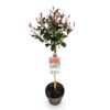 Photinia fraseri Carre Rouge - Terras Plant - Bladhoudend - Winterhard - Groen-Rood Blad