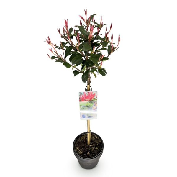 thumbnail_6000-201.jpg Photinia fraseri Carre Rouge - Terras Plant - Bladhoudend - Winterhard - Groen-Rood Blad