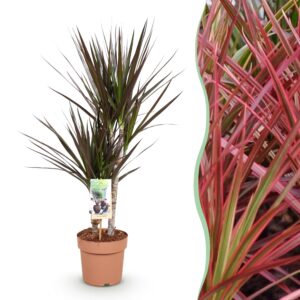 thumbnail_6000-2020.jpg Green is... Dracaena Magenta - Drakenbloedboom - Weinig onderhoud - Groen